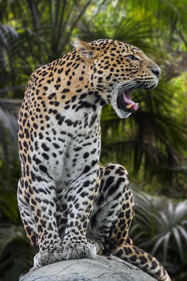 Javan leopard