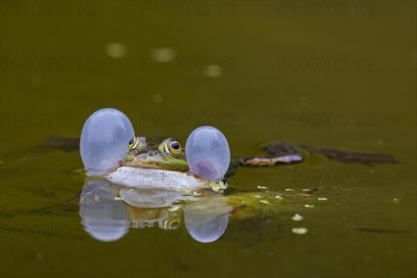 European edible frog