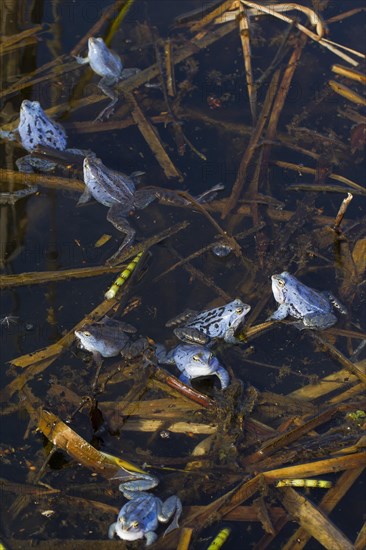 Moor Frogs