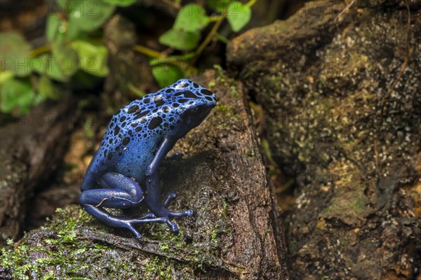 Blue poison dart frog