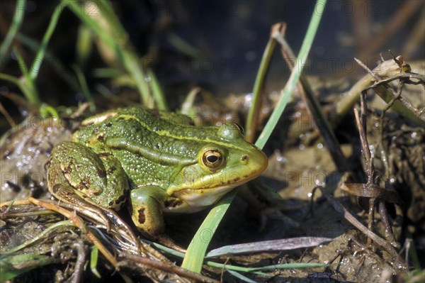 Pool frog