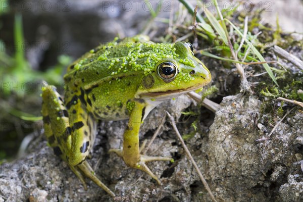 Edible frog