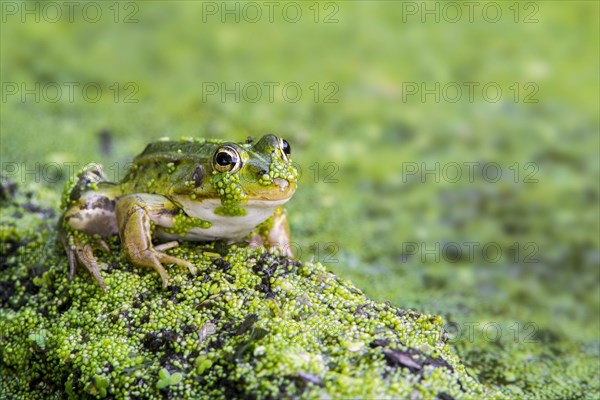 Edible frog