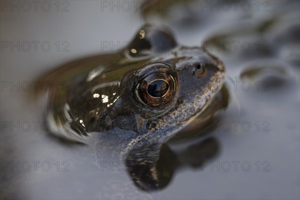 European common frog