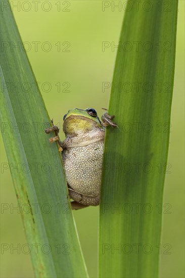 European tree frog