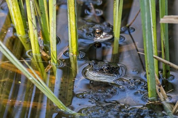 European common frogs