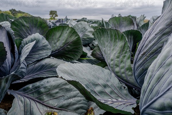 Filder-Rotkohl. Red Cabbage on the field in a suburbian of Stuttgart Baden-Wuerttemberg