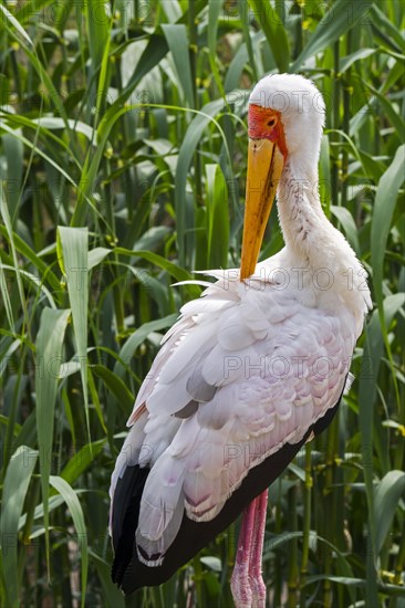 Yellow-billed stork