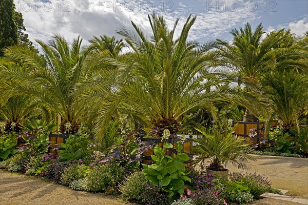 Palm Garden