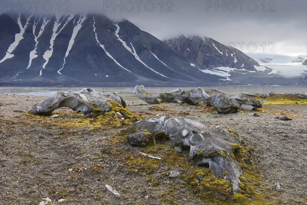 Discarded bones of bowhead whale