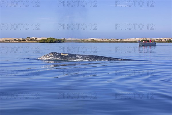 Tourists in tourist boat watching Pacific gray whale