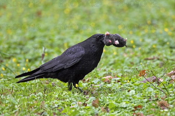 Carrion crow