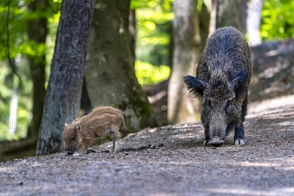 Wild boar