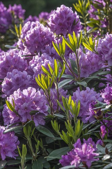 Common rhododendron