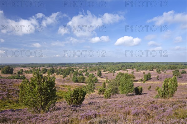 Lueneburg Heath