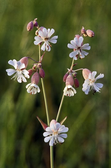 White campion