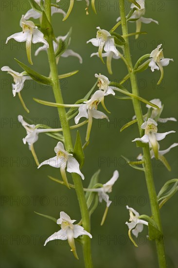 Lesser Butterfly-orchid