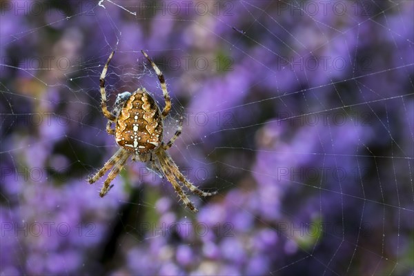 European garden spider