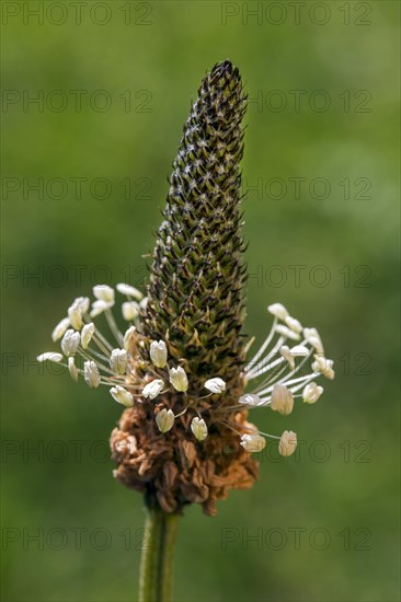 English plantain