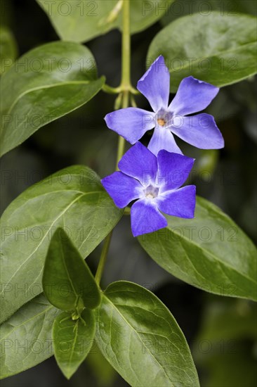 Bigleaf periwinkle