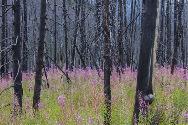 Fireweed