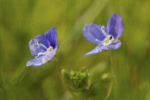 Germander speedwell