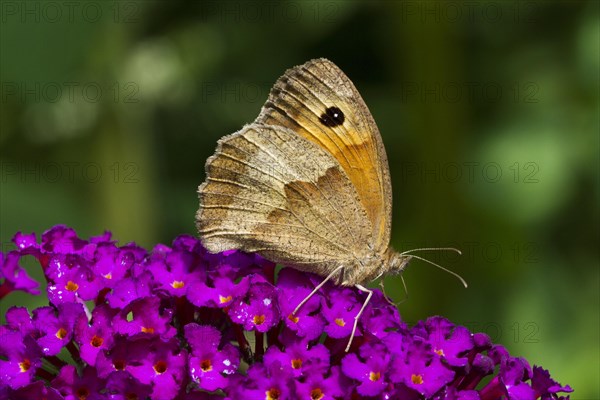 Meadow Brown