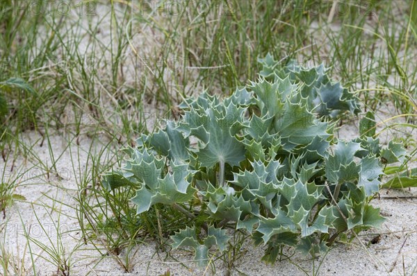 Sea holly