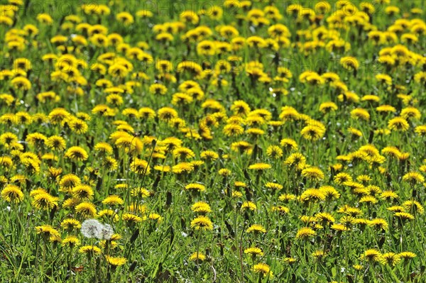 Carpet of common dandelions