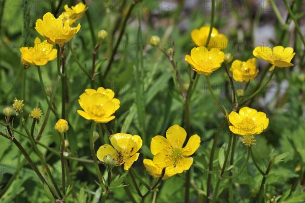 Creeping buttercup