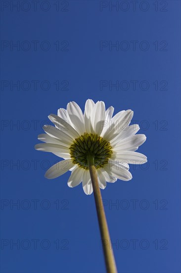 Ox-eye daisy