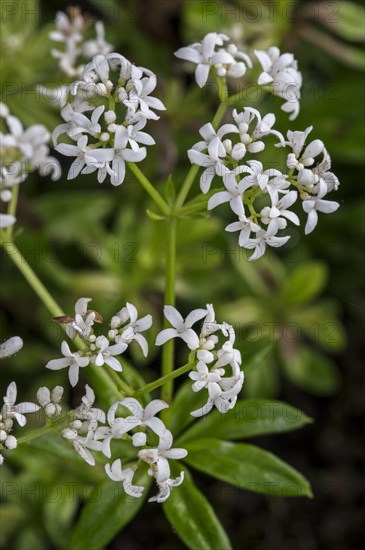 Sweet woodruff