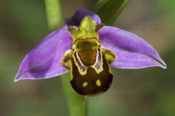 Bee orchid