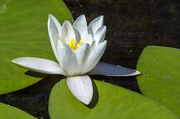 European white waterlily