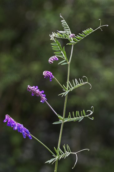 Tufted vetch