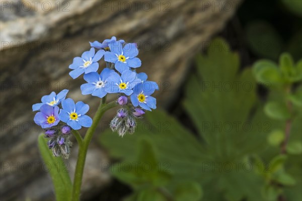 Alpine Forget-me-not