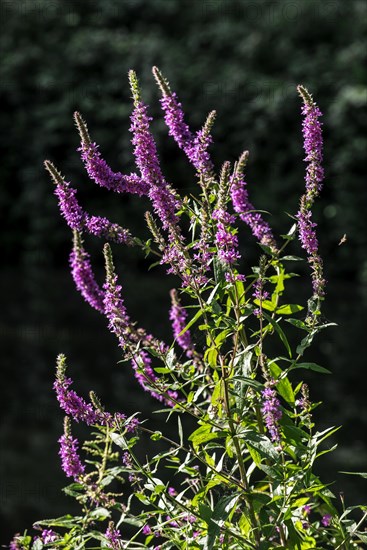 Purple loosestrife