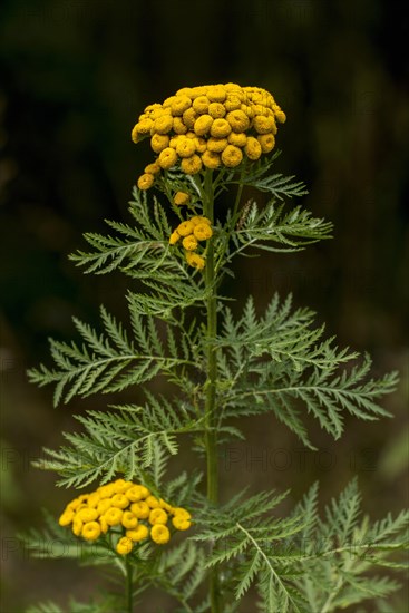 Common tansy