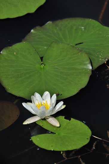 European white waterlily