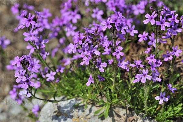 Fairy Foxglove