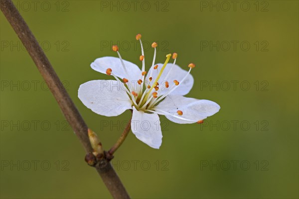 Blackthorn