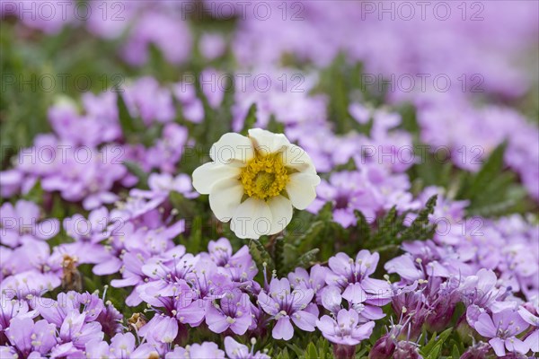 Mountain avens