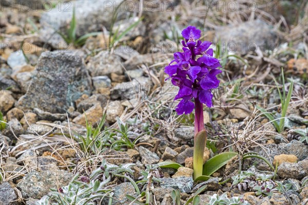 Early-purple orchid