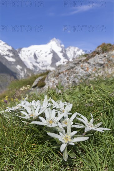 Edelweiss