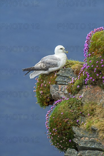 Northern fulmar