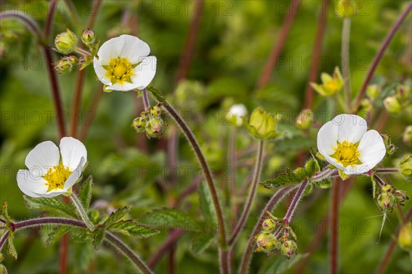 Rock cinquefoil