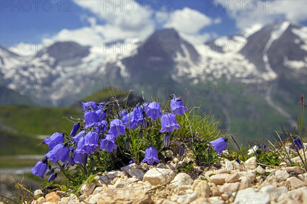 Earleaf bellflower