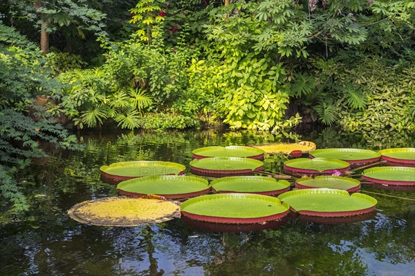 Floating leaves of the giant water lily