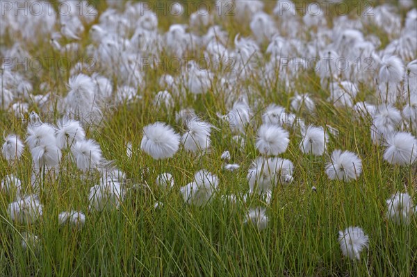 Scheuchzer's cottongrass