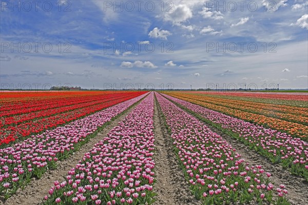 Rows of red